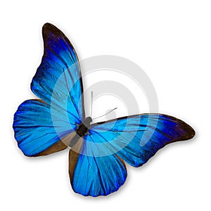 Blue Butterfly