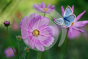 The blue butterfly flying among pink cosmos flowers