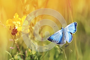 blue butterfly flying in a Sunny meadow on a summer day