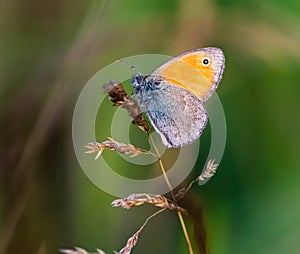 Blue butterfly on the grass close-up