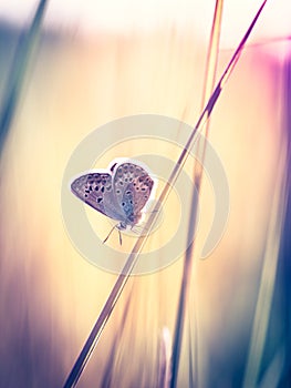 Blue butterfly on the grass