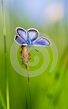 Blue butterfly on grass