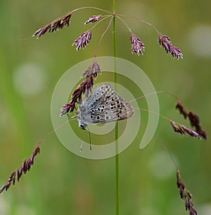 Blue butterfly on the grass