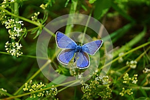 Blue butterfly in grass.