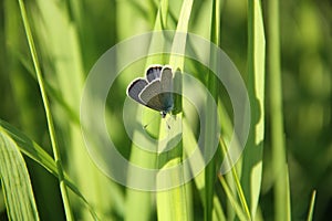 Blue butterfly on grass