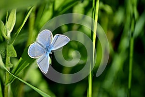 Blue butterfly on green grass