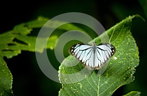Blue butterfly on green leaf