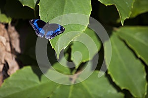 Blue butterfly on green leaf