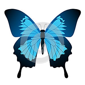 Blue butterfly