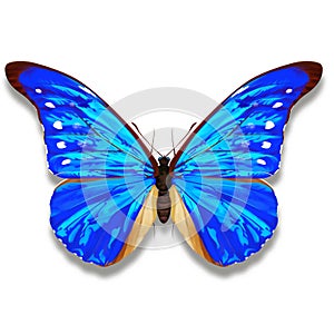 Blue butterfly illustration named Morpho Rhetenor Cacica from South America