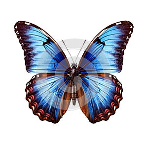 Blue butterfly isolated on transparent white background, beautiful butterfly flying over white background, top view, flat lay,