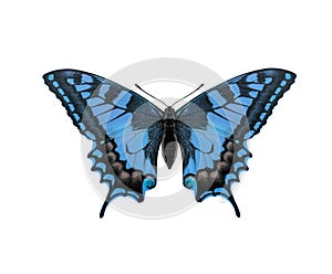 Blue butterfly isolated on white background.