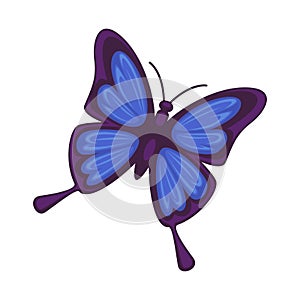 Blue butterfly isolated on white background. Morpho rhetenor
