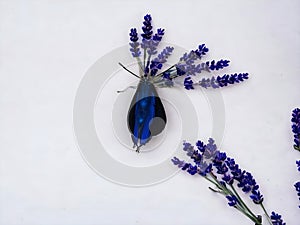 A blue butterfly lands on a lavender flower