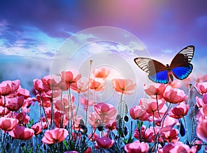 A blue butterfly in Landscape\', gazing upon the floral radiant pink poppies photo