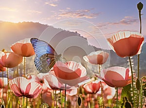 A blue butterfly in Landscape\', gazing upon the floral radiant pink poppies photo