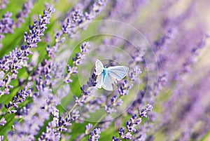 Blue butterfly and lavender flowers