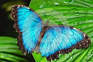 Blue butterfly on the leaf