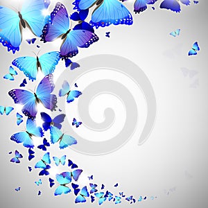 Blue butterfly