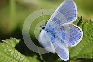 Blue butterfly (Lycaenidae family) in sunlight. photo