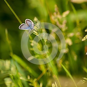 Blue Butterfly in the Meadow.