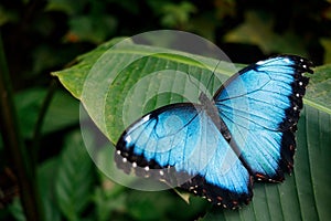 Blue butterfly from Mexico.