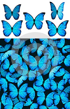 Blue butterfly Morphinae pattern