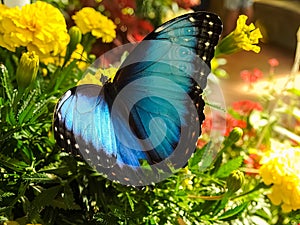 Blue butterfly (Morpho helenor) photo