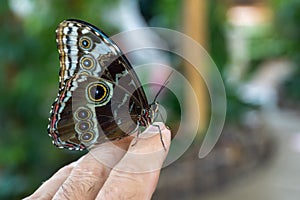 Blue butterfly, Morpho peleides, the Peleides blue morpho, common morpho or the emperor closed on man`s finger close up