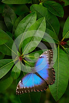 Blue butterfly, Morpho peleides, sitting on green leaves. Big butterfly in forest. Dark green vegetation. Tropic nature in Salvado photo