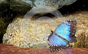 Blue butterfly photo