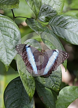 Blue butterfly, a Morpho's species, French Guiana