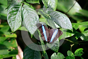 Blue butterfly : a Morpho's species, French Guiana