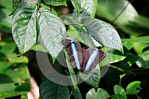 Blue butterfly : a Morpho's species, French Guiana photo