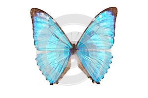 Blue butterfly Morpho zephyrius isolated