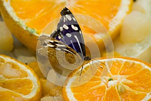 Blue Butterfly on Orange Slices