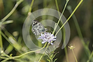 Butterfly Blue Sky Sun Nature