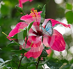 Blue butterfly Wanderer or Pareronia valeria on pink Hibiscus flower photo