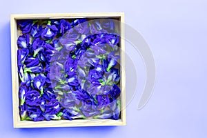 Blue butterfly pea flower in wooden box on purple background