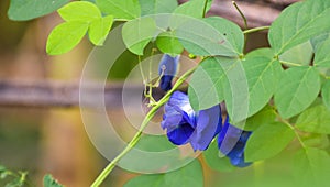 Blue butterfly pea flowers bloom along the bamboo fence.