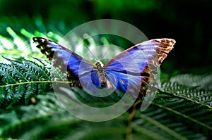 Blue butterfly perched on a green fern leaf