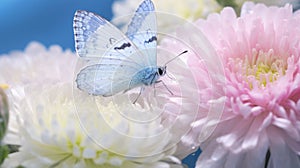 Blue Butterfly On Pink And White Flowers: A Symbol Of Emotional Sensitivity