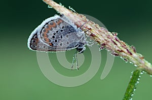 The  blue butterfly Polyommatus icarus covered with dew sits on dry grass