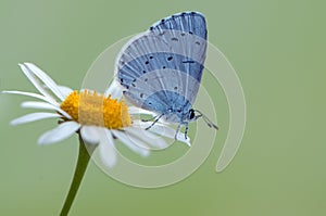 The  blue butterfly Polyommatus icarus covered with dew sits on a  morning on a daisy flower