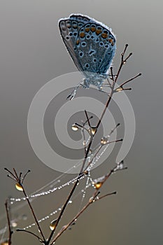 blue butterfly Polyommatus icarus on dry grass on a glade on a summer day