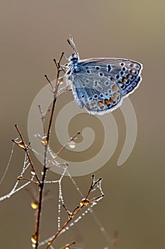 The  blue butterfly Polyommatus icarus on dry grass on a glade on a summer day