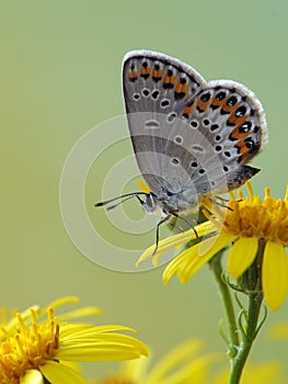 The blue butterfly Polyommatus icarus  in the early morning in a clearing among forest flowers