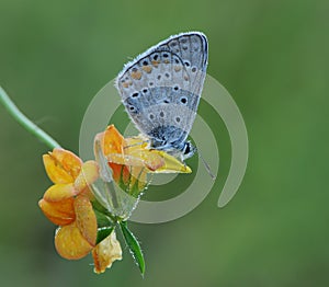 The blue butterfly Polyommatus icarus in the early morning in a clearing among forest flowers in a clearing in dew