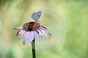 The blue butterfly Polyommatus icarus  on a EchinÃ¡cea purpÃºrea flower gathering nectar on a sunny summer day