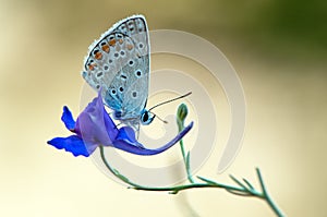 The blue butterfly Polyommatus icarus on a glade on a summer day on a field flower
